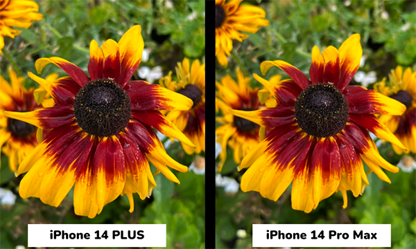 Màu sắc và chi tiết trong điều kiện ánh sáng đầy đủ của hai phiên bản hình ảnh đến từ iPhone 14 Plus và iPhone 14 Pro Max